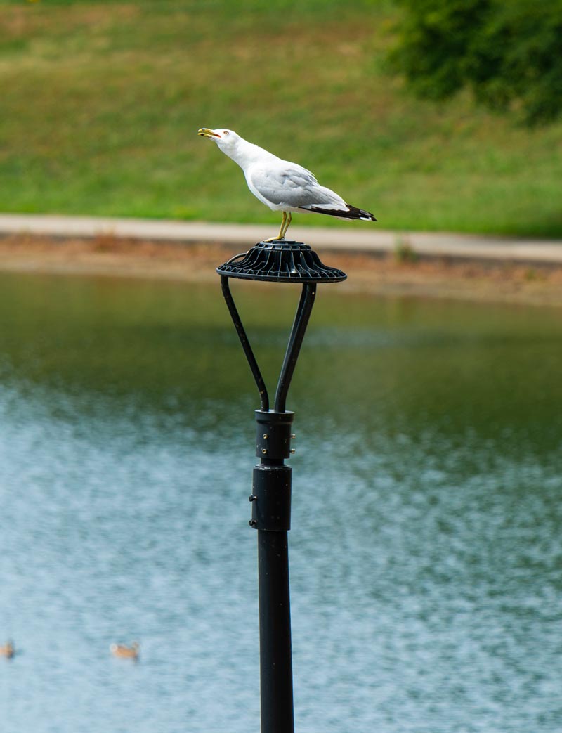 Gull on a lamp post